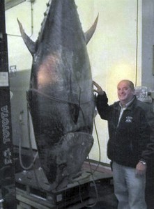 New Bedford fishermen snare giant tuna, feds take it