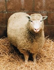 Famous Celebrity Birthdays July 5 Dolly The First Cloned Sheep